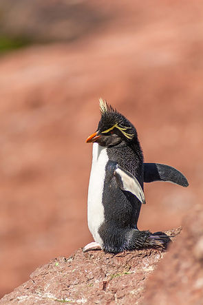 PH Pablo Godoy 5.JPG